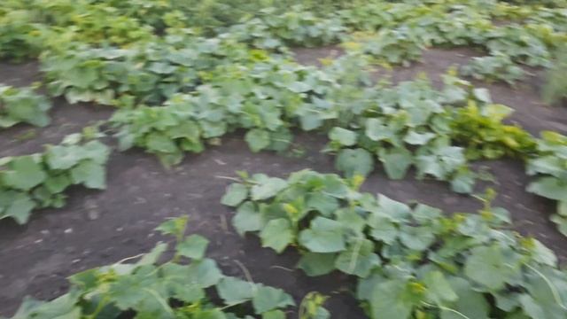 Мій супер огород 2022!! смотреть онлайн