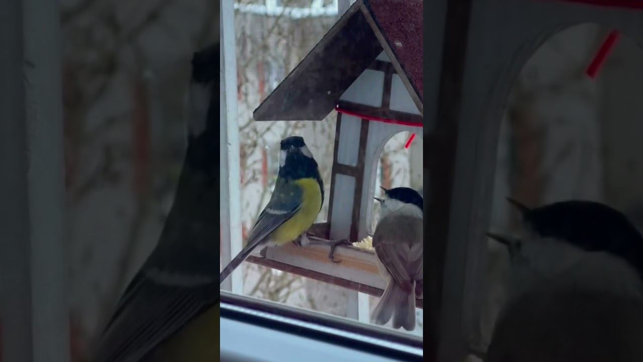 #Birds #birdwatching смотреть онлайн