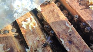 10 погожих дней (ИВА)