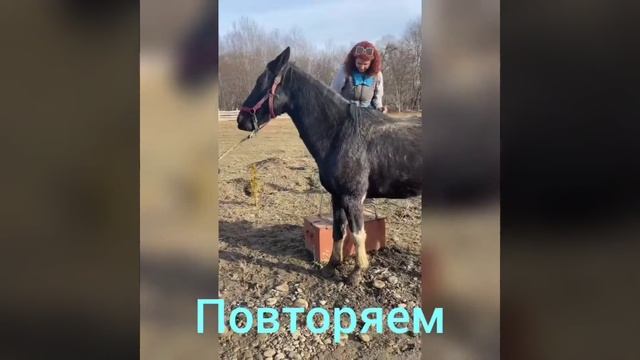 Мягкая заездка лошади смотреть онлайн