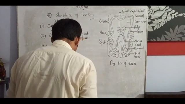 Class 9-10[Eng. Ver.][Biology, Ch-5, Structure of teeth] смотреть онлайн