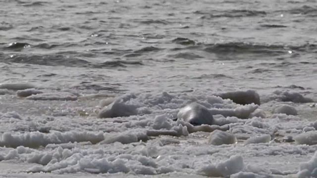 Весной на Кургальском, балтийский тюлень, окрестности Большого Куземкино смотреть онлайн