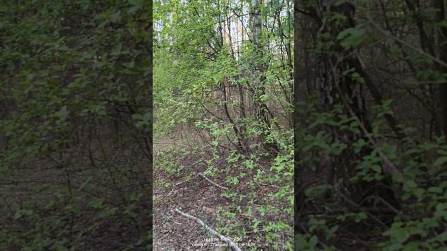 Прогулка в подмосковном лесу 21.04.2025 смотреть онлайн