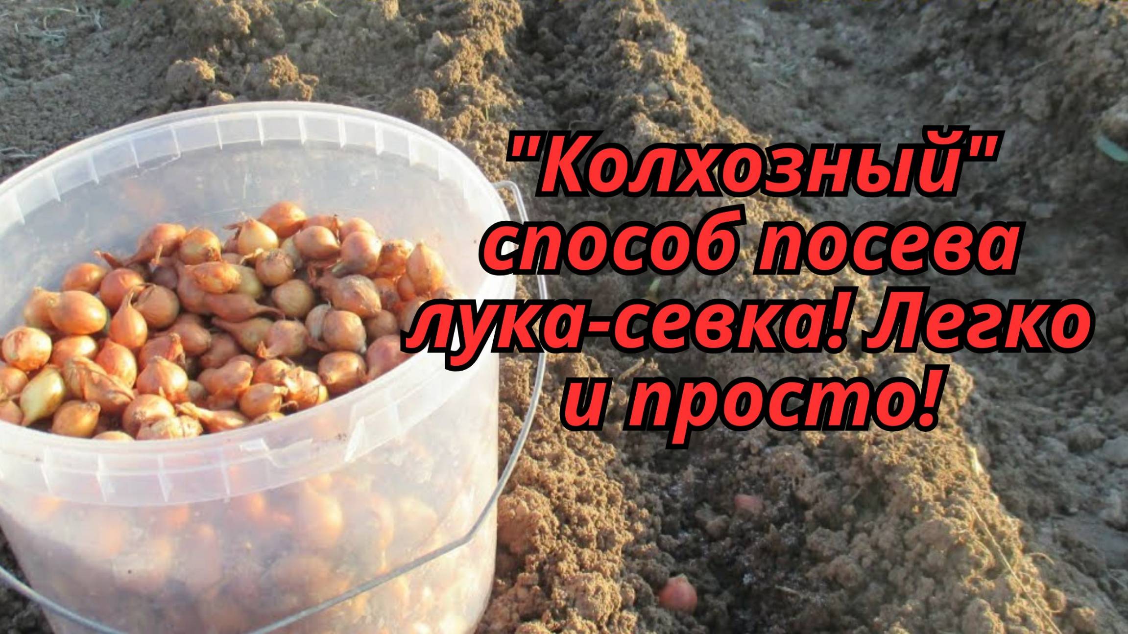 🛠️ Проще некуда! Лук-севок по «колхозному» методу – работает на 100%! смотреть онлайн