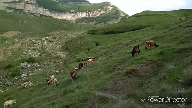 Новое каракюре