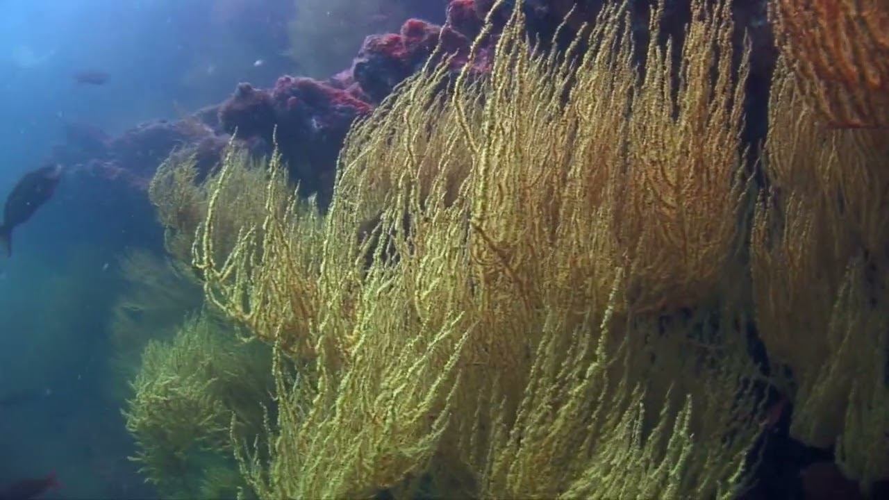 Galapagos 05 смотреть онлайн