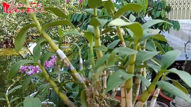 Hướng Dẫn Làm Mứt Vỏ Bưởi Dẻo Trong Mà Không Bao Giờ Bị Đắng Kiểu Miền Tây | NKGĐ смотреть онлайн