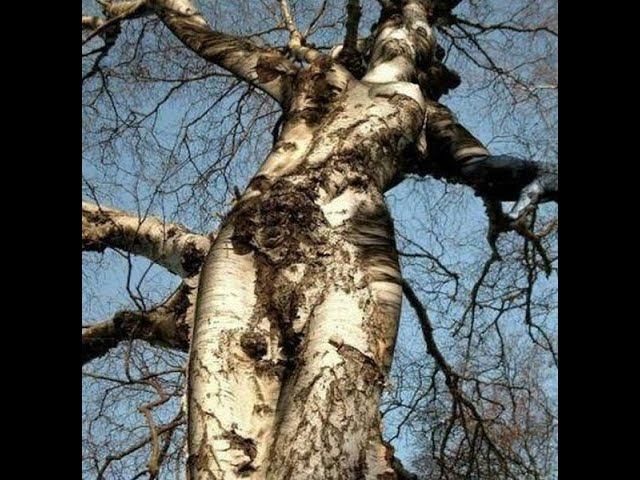 истории с двач.вой на охоте смотреть онлайн