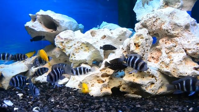 Цихлиды смотреть онлайн