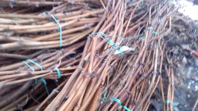 Зберігання черенків винограду по сільському як є смотреть онлайн