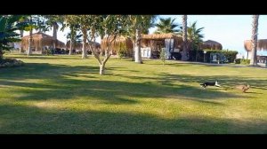 Турция. Алания. Justiniano Club Park Conti 5*. Обзор отеля. Часть 1.