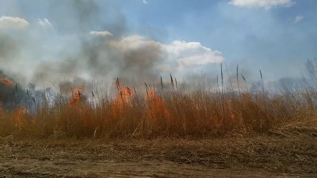 Горят дачи. Хабаровск. Остров Кабельный. смотреть онлайн