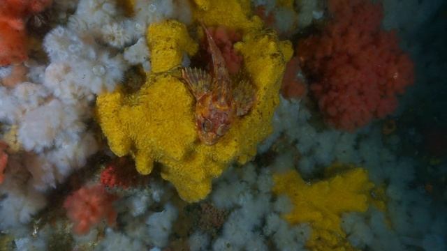 7 Tree Island Scuba Diving | Port Hardy | Vancouver Island #ScubaDiving #BritishColumbia смотреть онлайн