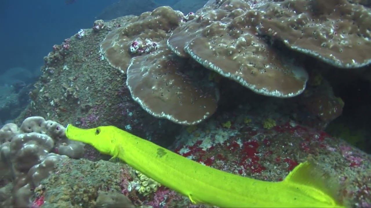 Galapagos 08 смотреть онлайн