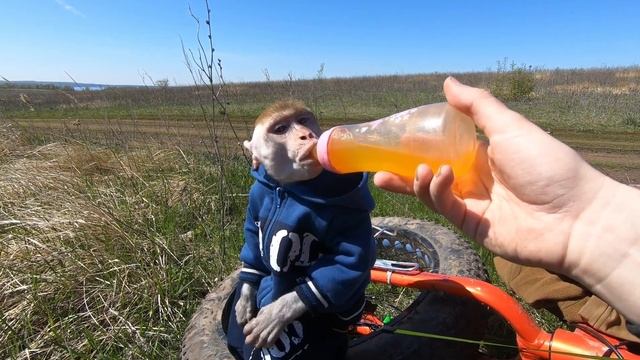 Велопоход с обезьяной по самарской луке. Часть 1 смотреть онлайн