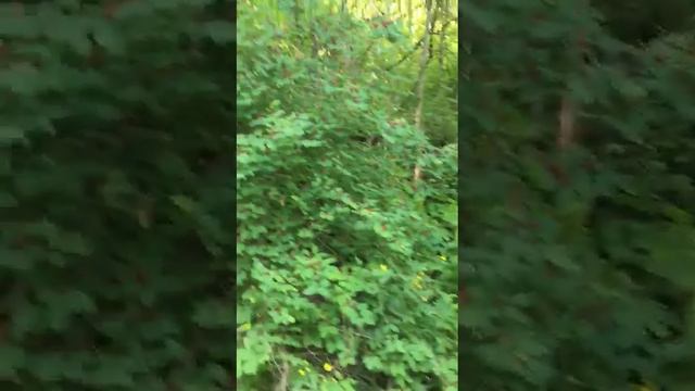 Ц1онтрой Нашхахь 15-я часть 22.07.2018 шарах смотреть онлайн