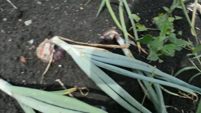 лук смотреть онлайн