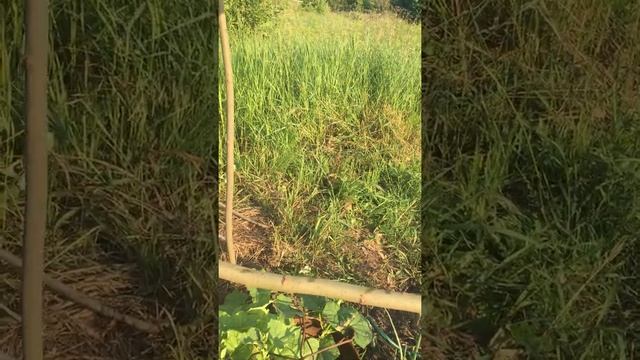 Тепличка над бочкой. смотреть онлайн