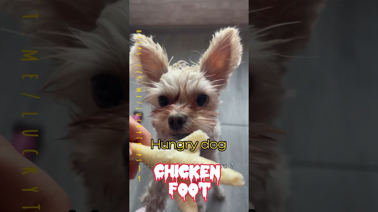 #yorkshire #yorkie #whitedog #HungryDog https://t.me/luckyTrips39 смотреть онлайн