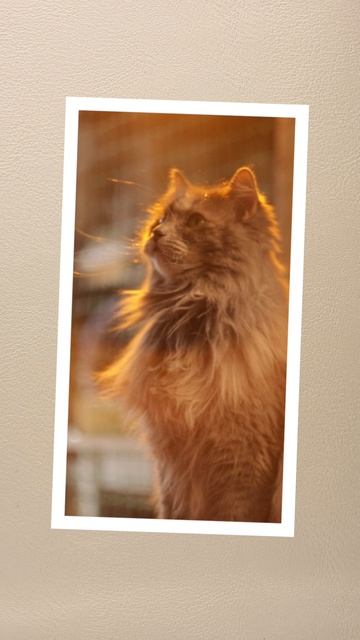 Я никогда не получаюсь плохо на фотографиях😻 смотреть онлайн