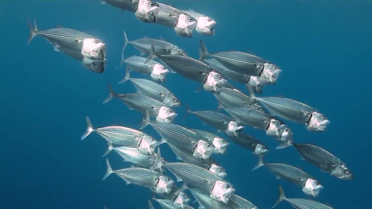 Red Sea 01 смотреть онлайн
