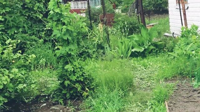 Обзор дачи.Моя дача! Всё что хотели, посадили! Полоть, поливать и отдыхать! смотреть онлайн