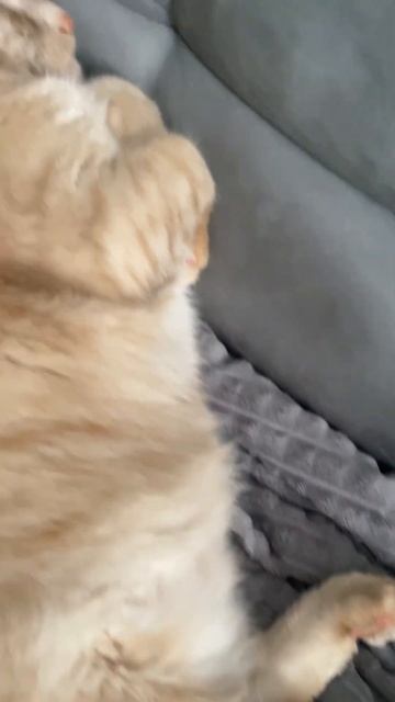 Когда хочешь полежать на диване, а тут 😸 #reels #reaction #cats #home #animals смотреть онлайн