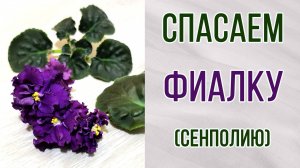 Спасаем фиалку. Болезни фиалок (сенполий). Гниль.