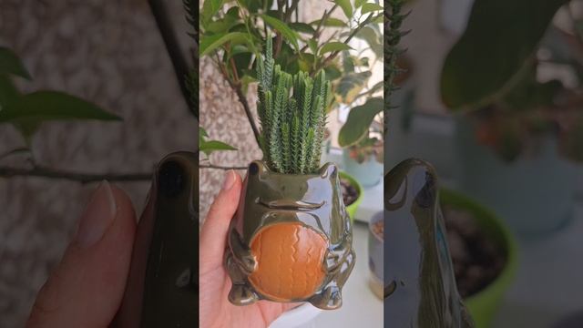 Суккулентики в милых горшочках смотреть онлайн