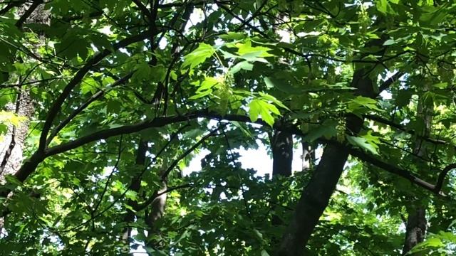 ИНТЕРЕСНЫЕ МЕСТА .КРАСИВЫЙ СПУСК в природном парке смотреть онлайн