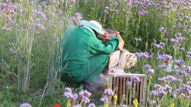 МЕДВЕДЬ НА ПАСЕКЕ ? смотреть онлайн