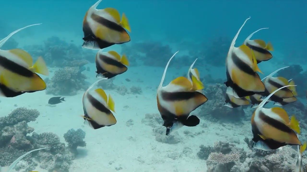 Red Sea 14 смотреть онлайн