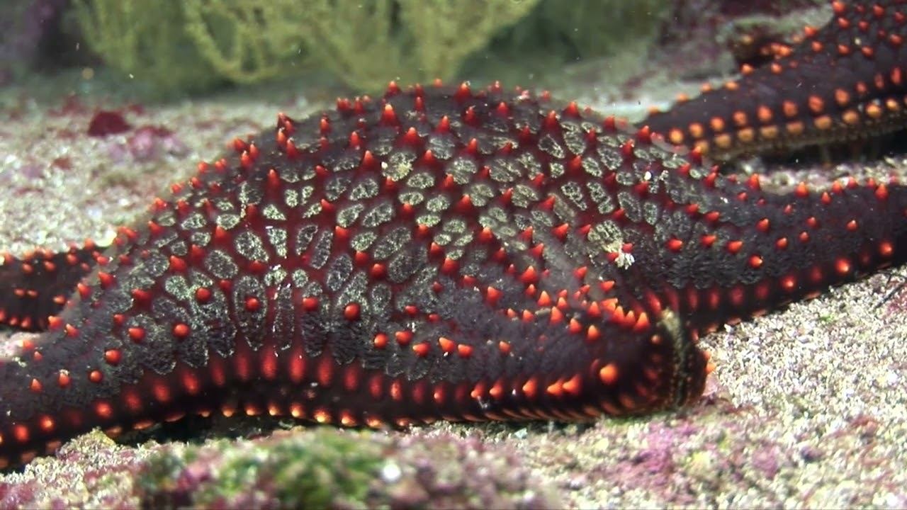 Galapagos 06 смотреть онлайн