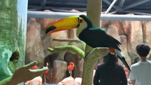 Тукан в Харбин, Китай