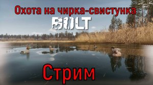 Стрим. BULT. Охота на чирка свистунка из засидки