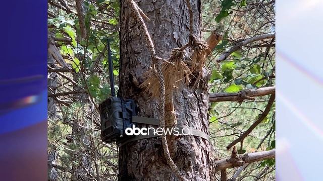 Artan Hoxha zbulon prapaskenat Ara e kanabisit po ruhen me kamera, s’ka me roje | ABC News Albania смотреть онлайн