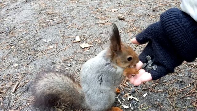 Белочка, 08.05.2018, Северодвинск смотреть онлайн