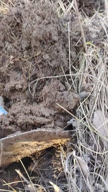 Выкопал огромное ядро