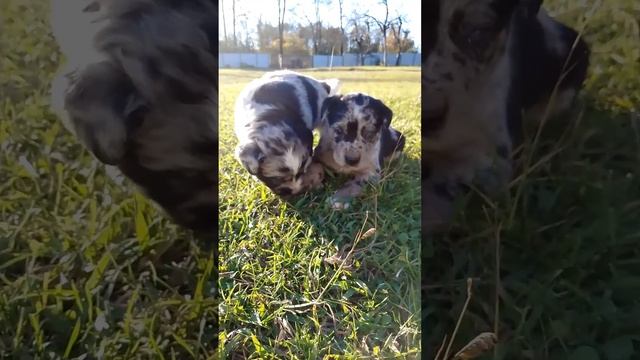 дурипш смотреть онлайн