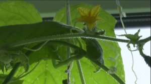 Гулюса и Рустем Яруллины из Степного Озера попробовали на вкус свои огурцы