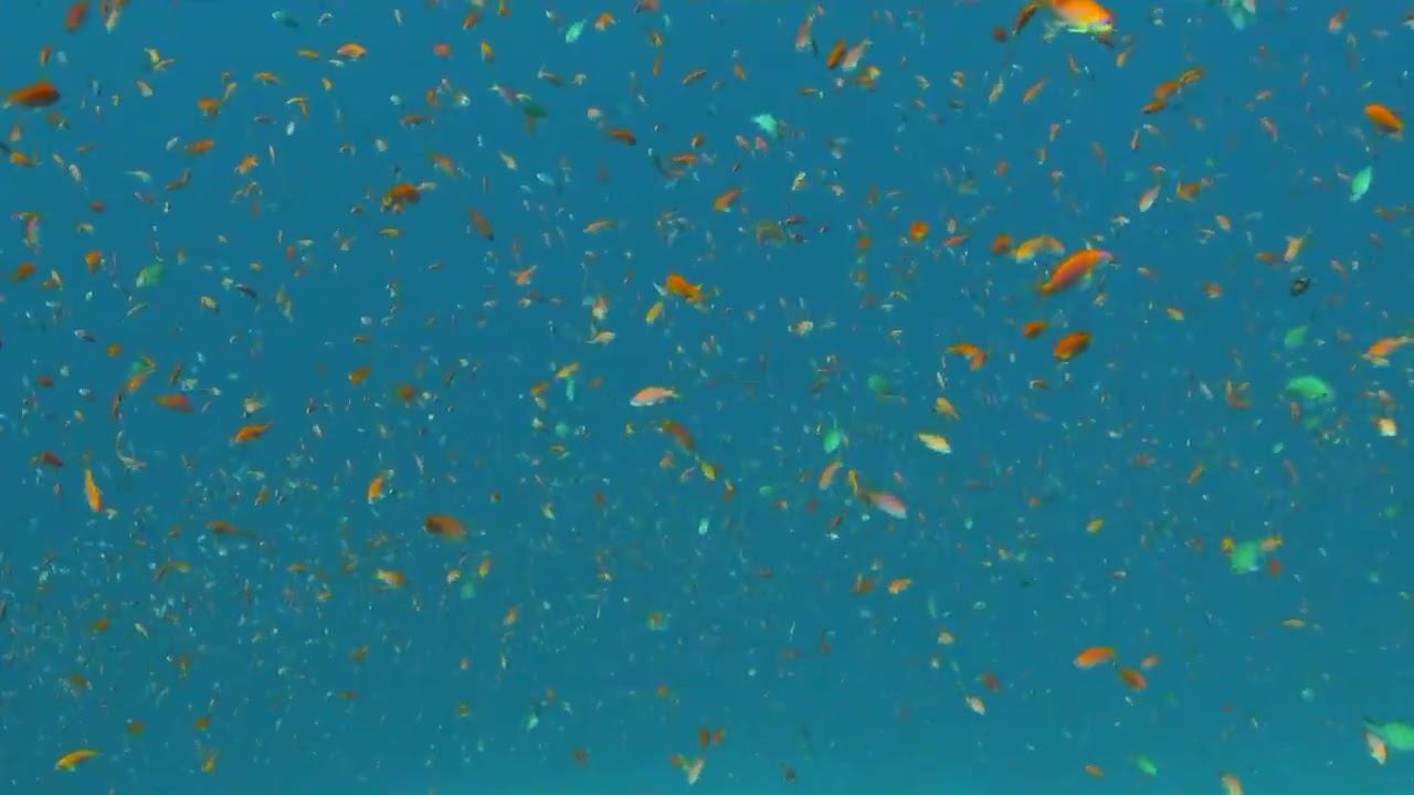 Red Sea 03 смотреть онлайн
