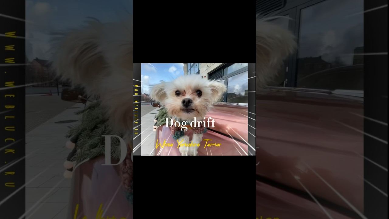 https://t.me/luckyTrips39 #белыйЙорк #whiteYork #Yorkie #Yorkshire #GoldDust #белый #йорк #drift смотреть онлайн