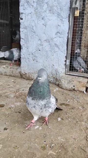 #pigeon #kabootar #trebding #vairalshort смотреть онлайн