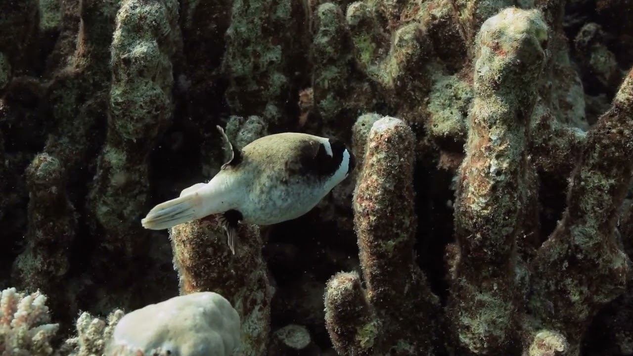 Red Sea 09 смотреть онлайн