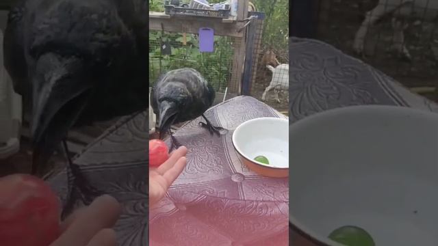 Дрессировка ворона