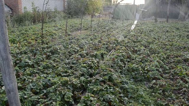 Клубника растет ковром. смотреть онлайн