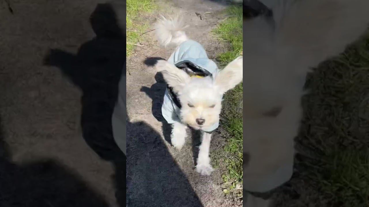 The champion #dog #funnydog #terrier #whitedog #yorkshire смотреть онлайн