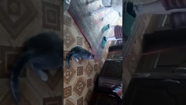 Бешанный придурковатый кот)))) смотреть онлайн