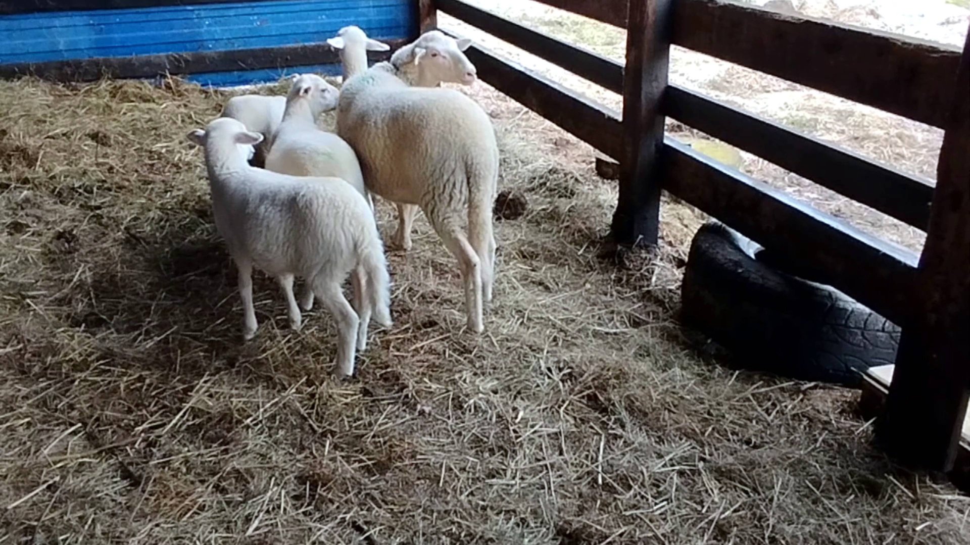 КОРМЛЕНИЕ ЯРОЧЕК ЛАКОН 🐐🐐🐐🌷🌼🪻 смотреть онлайн