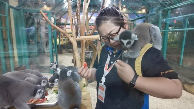 Кормление лемуров в Харбинском полярном аквариуме (Harbin Polarland) в г. Харбин